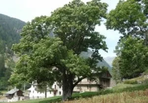 Immagine di una verde montagna con una quercia e un tiglio in primo piano, circondati da una ricca vegetazione e tronchi dalbero, che si estende fino allorizzonte aperto Una scena suggestiva che rispecchia larmonia della natura in un magnifico paesaggio
