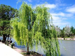 InvernaleQuesto paesaggio invernale ritrae un salice tristeggiante in un boschetto di alberi, circondato dai colori caldi e dai suoni della natura Laria aperta e la vegetazione ci ricordano lincredibile bellezza del paesaggio che ci circonda