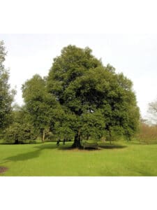 Una scena di armonia nella natura un prato verde leccio, un PetAlbero in fiore, erba alta, un tronco dalbero, un parco con una panchina sotto un tiglio, una persona e il suo animale domestico rilassati e in pace