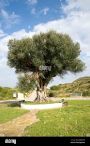 Una scena idilliaca in un parco allaperto un albero oleaster si erge alto con il suo tronco nodoso, circondato da un campo di erba verde e una foresta di alberi di tiglio e quercia Sotto una di queste grandi quercie cè una panchina, luogo ideale per godersi un po di pace e tranquillità