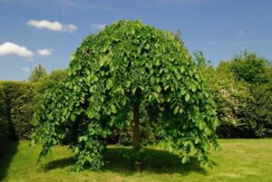 In questa immagine si può ammirare un nero gelso, un albero conifera che spicca tra la vegetazione verde e lerba di un parco allaperto Una bella vista della natura che mostra la sua forza e la sua bellezza