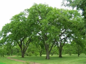 Una foto panoramica di un parco con alberi di olmo comune, quercia, tiglio e varie specie di erbe e vegetazione La vista è accompagnata da un tronco dalbero che emerge tra un fitto boschetto Una vista davvero incantevole!