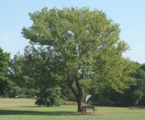 Un prato verde punteggiato da fiori gialli, un piccolo boschetto di quercia e tiglio, un albero da prato, una ricca vegetazione, una panchina il tutto riunito in un parco incantevole