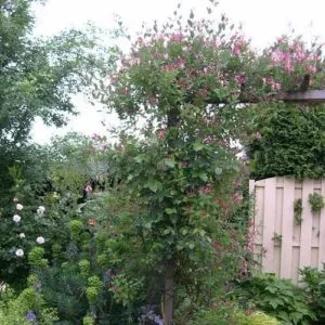 Questa foto rappresenta la bellezza della natura allesterno di un patio giardino Il caprifoglio cresce intorno alla pergola e alle viti, creando una vista incantevole Un cortile ben curato con una lussureggiante vegetazione, fiori colorati e una pergola offrono uno spazio di relax in uno scenario idilliaco