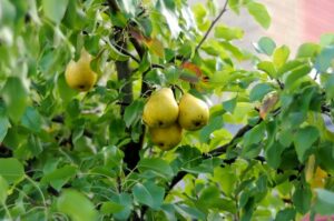 Questa immagine ritrae una pianta di pero, una deliziosa frutta che cresce in moltissime varietà Il frutto è un simbolo di abbondanza, poiché è un dono della natura che ci permette di produrre deliziosi e nutrienti cibi
