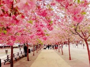 Un giovane siede su una panchina nella natura Il ciliegio cinese in fiore si staglia allorizzonte, riempiendo laria di un profumo dolce e allietando latmosfera con la sua bellezza Il passaggio dalla primavera allautunno è rappresentato dai petali che fluttuano nellaria, come se fossero sospesi nel tempo