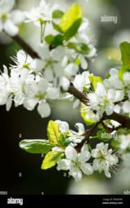 Un albero di ciliegio selvatico in fiore, con i suoi petali rossi e dorati che si aprono ad abbracciare la fioritura di un susino selvatico