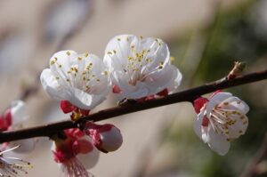 Questa immagine mostra una dolce mandorla, con un fiore di ciliegio in primo piano Una mano umana è di fianco al fiore, come se fosse pronta a coglierne i petali e i petali sono ricoperti di una spolverata di polline dorato Una persona appassionata di fiori, che ammira la bellezza della fioritura di una pianta