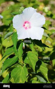 Un albero di ibisco con un fiore di marshmallow che si apre in una cascata di petali unimmagine che rappresenta la bellezza della natura e la fragranza della pianta di ibisco