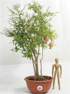 Un delicato bonsai di melagrana, una piccola pianta in vaso che unisce lalbero alla frutta e produce uno dei cibi più apprezzati del mondo