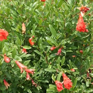 Questa immagine ci mostra un piccolo melograno abbracciato da una spiga di frumento, circondato da una ricca vegetazione e fiori di ibisco Un simbolo dellabbondanza di cibo, frutta, prodotti e melograno che possiamo trovare nella natura