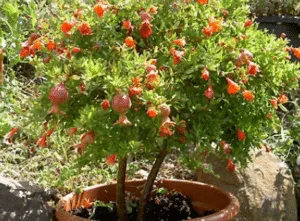 Un piccolo melograno, un frutto succoso e delizioso che cresce profumato ed elegante su una pianta vigorosa, pronto a essere colto e consumato al suo meglio È un prodotto naturale e sano che cresce in un vaso di terra, portando con sé la bellezza della vegetazione e la dolcezza della frutta