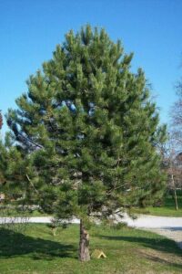 Un albero di Pino, una delle più grandi piante conifere della famiglia degli Abeti, che dona un tocco di vegetazione al panorama