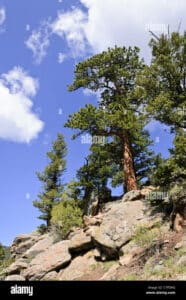 Questa immagine mostra un pino contorto con la sua vetta che spunta tra le rocce di una montagna È un albero conifero selvaggio, circondato da una rigogliosa vegetazione che parte dai pini e dagli abeti del bosco Una bella visione della natura selvaggia e incontaminata