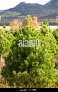 Questa immagine ritrae una scena della natura incontaminata, con un albero di Pinus contorta che si erge al centro Le sue foglie aghiformi e il suo portamento snello sono tipici di una conifera, in questo caso un abete Intorno a lui, una ricca vegetazione di felci e altre piante, come quella di una fern Un paesaggio idilliaco che ci fa apprezzare la straordinaria bellezza della natura