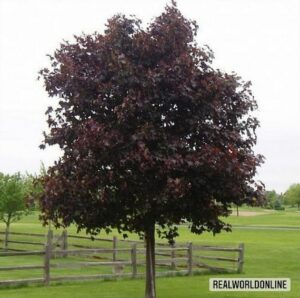 Un prato verde con un affascinante albero di acero nero al centro, una pianta che si innalza dallerba, una visione naturale di bellezza