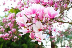 Questa immagine offre uno sguardo rilassante sulla meravigliosa bellezza della natura in primavera! Una magnifica magnolia e un delicato fiore daisy sono circondati da una lussureggiante vegetazione, come petali di margherite e un profumato geranio Goditi le vibrazioni di pace e serenità che arrivano dal mondo allaperto!