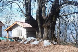 Una casetta incastonata tra alberi di tiglio e quercia crea un rifugio allaperto in mezzo alla natura Il tiglio e la soapberry danno un tocco di magia alla casetta, rendendola una vera e propria casa