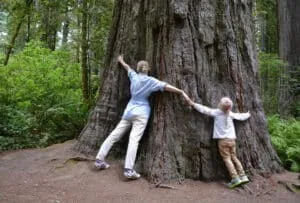 Un ritratto di una sequoia di Sitka in una grove in mezzo a una terra ricca di vegetazione, che compone un bosco come se fosse una giungla un uomo in piedi tra lalbero, con i pantaloni che si confondono tra le foglie