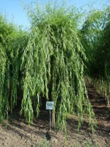 Un salice tristeggiante in un bosco di vegetazione allaperto, una pianta che cresce in armonia con la terra e la natura
