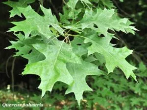 Questa foto mostra un affascinante scorcio di una palude ricca di alberi, tra cui una quercia, una betulla, un acero e una foglia di betulla La forza della natura è evidente dal disordine che domina la scena, con le foglie che si agitano nella bruma mattutina Una visione di grande bellezza!