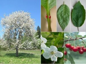 Una pianta di ciliegio selvatico in fiore che produce prelibate ciliegie verdi, ideali per il GreenCibo una grande fonte di frutta fresca e salutare!