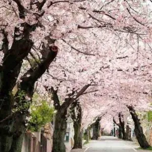 Una persona sotto un meraviglioso cielo colorato dai fiori di un albero di ciliegio Yoshino che assorbe i raggi del sole Uno spettacolo indimenticabile, il SunFiore che si rinnova ogni anno con la fioritura della pianta