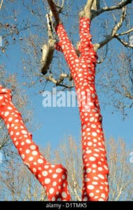 Immagine di una persona che indossa un calzino giallo con dei pois blu in piedi accanto ad un albero giapponese del tiglio con un tronco dal modello unico Una splendida pianta che porta il suo colore e la sua saggezza nella nostra vita