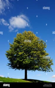 Un tiglio di Redmond con il suo tronco dalbero massiccio e le sue foglie di quercia che si estendono verso lerba ai suoi piedi, offre unatmosfera di pace e serenità allaria aperta