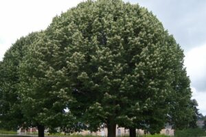 Questa immagine mostra un meraviglioso albero argentato di betulla, con un tronco di quercia mascherato da unincantevole vegetazione di foglie smeraldo di acero Lalbero è una magica combinazione di birchplant e betulla che cresce a formare uno splendido esempio di natura