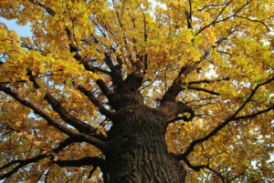 Un albero di quercia dal tronco nodoso e robusto, con un fogliame misto di aceri e querce, è una vista idilliaca in mezzo alla vegetazione