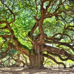 Immagine di una quercia inglese con un tronco imponente, una mela e un acero sui rami, e una persona che guarda verso lalto ammirata Un albero di quercia inglese con una personache ammira la sua bellezza una mela e un acero si uniscono ai rami di questo tronco dalbero