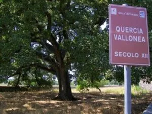 Questa fotografia mostra un albero di quercia vallonea imponente, il cui tronco è un segno distintivo di un luogo speciale allaperto Accanto al suo tronco possente si erge un segnale stradale che simboleggia la presenza di un tiglio, un albero che fa da sentinella in questo luogo Unimmagine che celebra la bellezza della natura e il suo valore simbolico