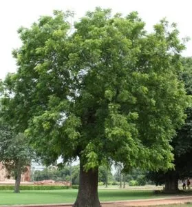 Questa immagine mostra una persona che si gode la vista di un albero di neem con tronco di quercia, acero e tiglio circondato da una ricca vegetazione Un luogo ricco di bellezza e natura che ci ricorda quanto sia importante preservare lambiente