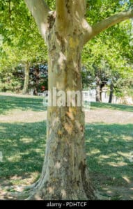 Un albero sicomoro, una quercia, una pianta, un tiglio, un tronco dalbero, una croce e un pino, tutti nella stessa scena, uniscono la vegetazione in una meravigliosa armonia