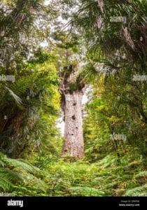 Un albero Kauri, alto e possente, che si erge dalla terra come un monumento naturale La sua presenza è un invito a godere dellaria aperta e della foresta pluviale che ci circondano La vegetazione lussureggiante ci ricorda la bellezza della giungla e il tronco degli alberi ci invita a scoprire la natura