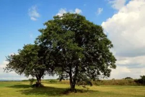 Una foto di una quercia comune allaperto con una noce che cresce sul suo tronco, unimmagine che rappresenta la magia della natura e la forza di un albero imponente