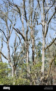 Questa foto mostra la bellezza della natura una stupenda quercia bianca, un pino e un tiglio che si ergono orgogliosi in mezzo a un bosco di vegetazione I tronchi degli alberi si stagliano contro un cielo azzurro, circondati da una vasta distesa di terra allaperto