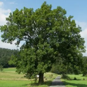 Immagine di una selvaggia montagna verde, dove una grande quercia, pianta di tiglio, albero e mammifero una pecora si abbracciano in una calda unione Una persona si appoggia al tronco dellalbero, godendosi la pace della natura