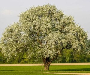 Questa foto ritrae una varietà di alberi, dal tronco di una quercia al fusto di una sequoia, passando per un tiglio, un pero e un Redwood La vegetazione che circonda queste piante, come le foglie, le bacche, i fiori e i frutti, offre unimmagine mozzafiato della natura
