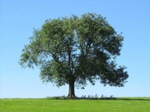 Unimmagine solenne e suggestiva di un tronco dalbero che si erge tra una quercia e un tiglio Il tronco è ricoperto da una calda tonalità di verde frassino, come se fosse una sentinella che preserva la bellezza della natura