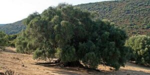 Unimmagine che mostra la bellezza della natura selvatica un ulivo selvatico che si erge tra gli alberi di PineGrove in un terreno allaperto La vegetazione circostante è una meraviglia, con quercie, pini e una foresta pluviale che si estende fino allorizzonte Un luogo di pace e armonia, dove lalbero di ulivo rappresenta la forza della natura