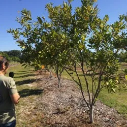 Uomo adulto che coglie dallalbero di macadamia un frutto agrumato con la quercia in sottofondo e una vista sulla vegetazione tropicale