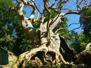 Una fotografia che ritrae una scena magica un albero di Himalaya con un tronco imponente, circondato da una vegetazione lussureggiante e da una foresta pluviale di banyan Una persona in lontananza, un simbolo di speranza e di perseveranza, che ammira la bellezza della natura