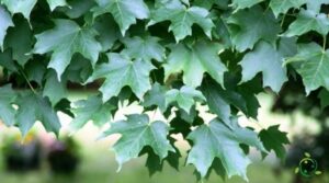 Un albero di acero dolcemente addobbato con foglie di quercia, tiglio e altri alberi Il dolce sapore dello zucchero dacero che arriva dalla pianta