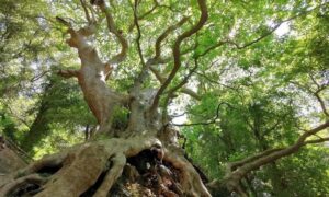 Questa immagine ritrae una scena di una foresta pluviale con una grande quercia e una betulla dellHimalaya che si ergono tra una ricca vegetazione e una terra fertile È un bellissimo boschetto che ricorda una giungla, un luogo magico ed incontaminato