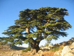 Questa fotografia mostra una varietà di elementi naturali, dalle rocce alle piante in vaso Limmagine offre uno sguardo sulla diversità della natura, mostrando una quercia, un tiglio, una conifera e un tronco dalbero Tutte queste risorse digitali riflettono la bellezza della vegetazione e dellalbero