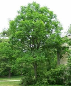 Unimmagine che ritrae una scena di autentica bellezza naturale, con una tazza di caffè al centro Un boschetto di pini, querce, tigli e aceri si estende intorno, con lerba fresca e la vegetazione che si estende come un tappeto verde Unoasi di pace e tranquillità per rilassarti e godere della natura