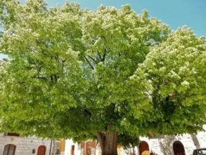 Una scena da sogno una persona che ammira la vista di un tiglio di montagna che si staglia tra la vegetazione circostante, con fiori e una casa in primo piano, circondata da un bosco e una macchia di alberi Unimmagine che trasmette pace e serenità