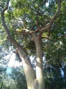 In questa immagine si possono ammirare alcuni dei più bei esempi della natura un bosco di pini, una foresta pluviale, un boschetto, un tronco dalbero di quercia e un cespuglio di cotone Uno sguardo alla natura che ci regala uno spettacolo stupendo tra terra, vegetazione e alberi